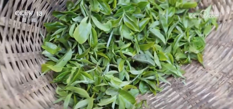 “智”造茶园增添科技范 茶产业铺就乡村振兴“致富路”贝搏体育平台(图4)