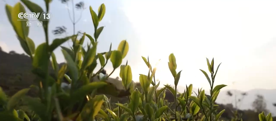 “智”造茶园增添科技范 茶产业铺就乡村振兴“致富路”贝搏体育平台(图2)