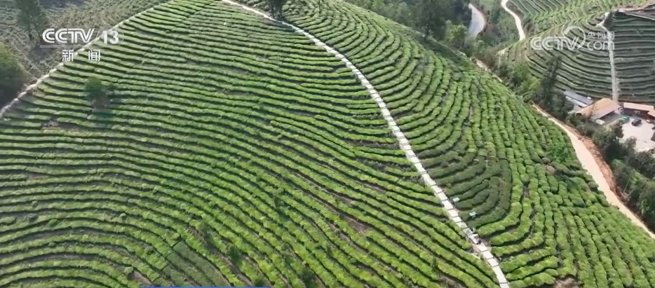 “智”造茶园增添科技范 茶产业铺就乡村振兴“致富路”贝搏体育平台(图1)