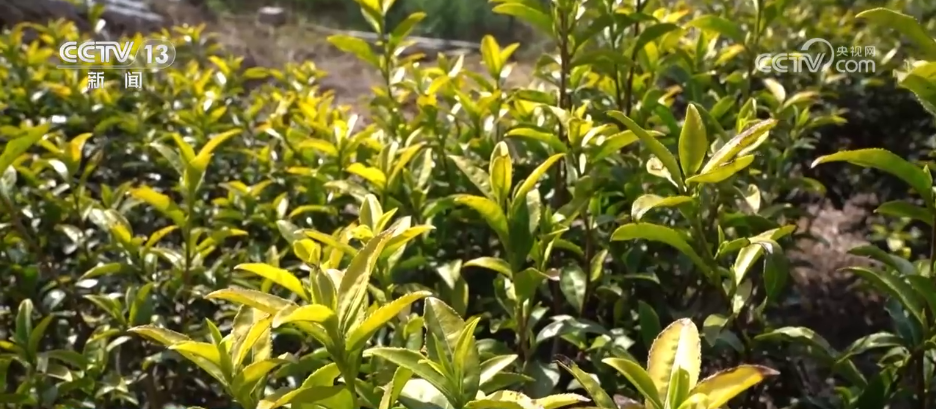 “智”造茶园增添科技范 茶产业铺就乡村振兴“致富路”贝搏体育平台(图3)