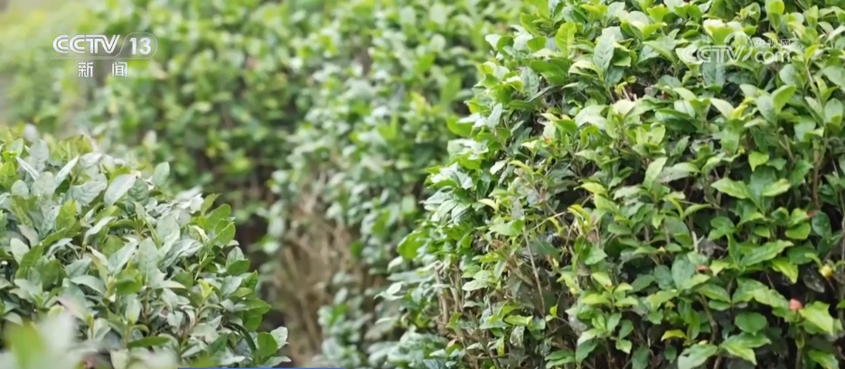 “智”造茶园增添科技范 茶产业铺就乡村振兴“致富路”贝搏体育平台(图7)